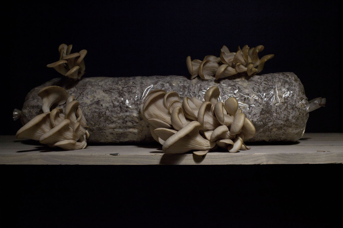 Wilford X, Vorige projecten, Awakener, 2016, Mushrooms, Paddenstoelen